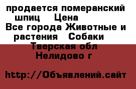 продается померанский шпиц  › Цена ­ 35 000 - Все города Животные и растения » Собаки   . Тверская обл.,Нелидово г.